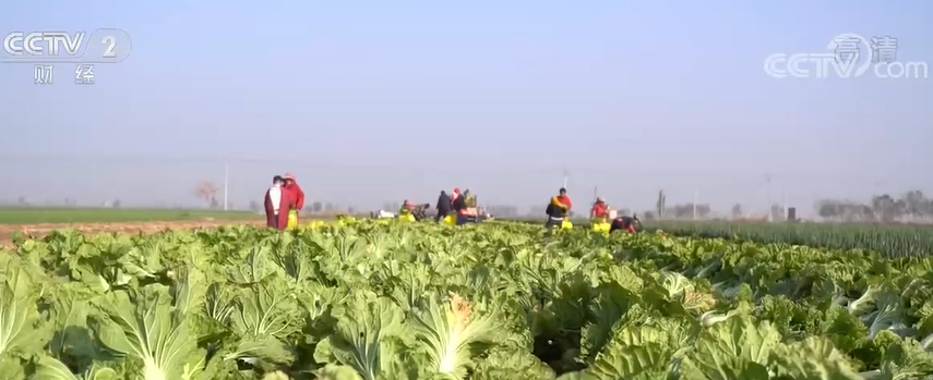 
西安西京医院黄牛代挂号电话票贩子号贩子网上预约挂号,住院检查加快,山东青岛大白菜丰收 泡菜出口增长