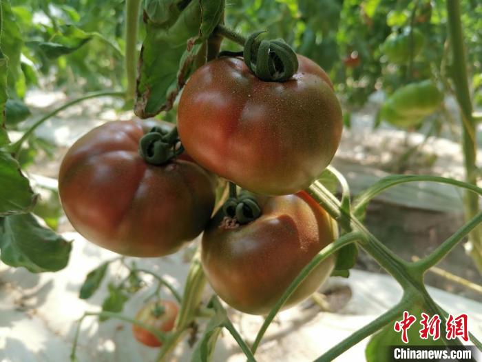 
北医六院黄牛代挂号电话票贩子号贩子网上预约挂号,住院检查加快,甘肃白银：打造现代农业新样板 “农”墨重彩促产业集群