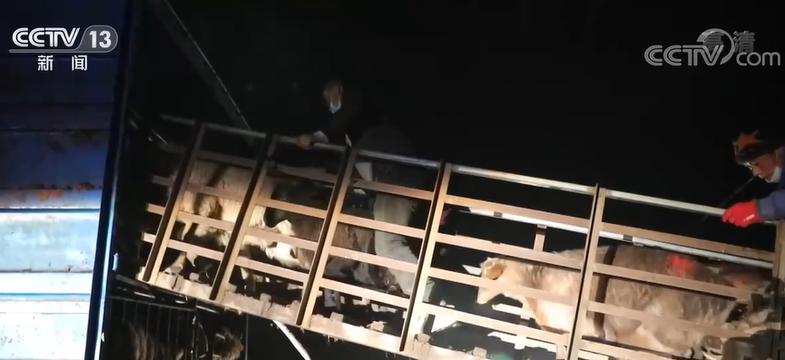 
北京302医院黄牛代挂号电话票贩子号贩子网上预约挂号,住院检查加快,新疆伊犁冬季转场开启 相关部门多措并举助力冬季牧业生产平稳有序