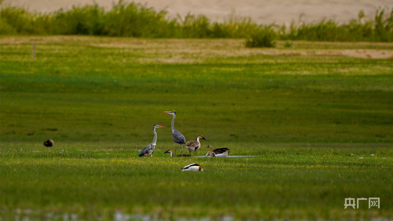 
南京脑科医院黄牛代挂号电话票贩子号贩子网上预约挂号,住院检查加快,【大美湿地我的家】内蒙古扎鲁特旗：“精灵”齐聚荷叶花湿地