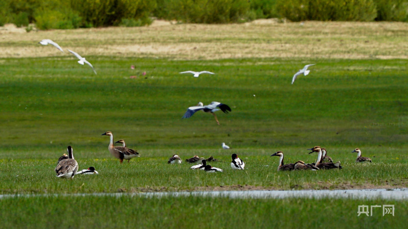 
南京脑科医院黄牛代挂号电话票贩子号贩子网上预约挂号,住院检查加快,【大美湿地我的家】内蒙古扎鲁特旗：“精灵”齐聚荷叶花湿地