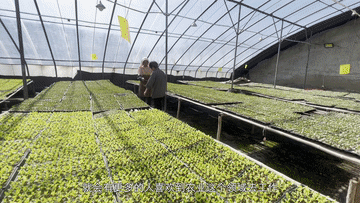 
杭州市妇幼保健院黄牛代挂号电话票贩子号贩子网上预约挂号,住院检查加快,我的创业故事丨大学生返乡创业 描绘乡村振兴“工笔画”