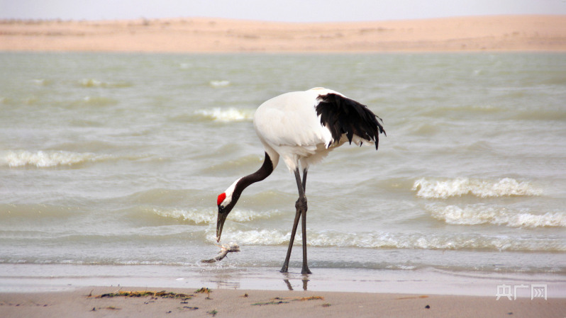 
南京脑科医院黄牛代挂号电话票贩子号贩子网上预约挂号,住院检查加快,【大美湿地我的家】内蒙古扎鲁特旗：“精灵”齐聚荷叶花湿地