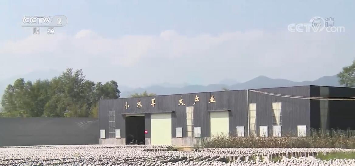 
北京八大处整形医院黄牛代挂号电话票贩子号贩子网上预约挂号,住院检查加快,小小木耳迎丰收 村民致富增收添信心