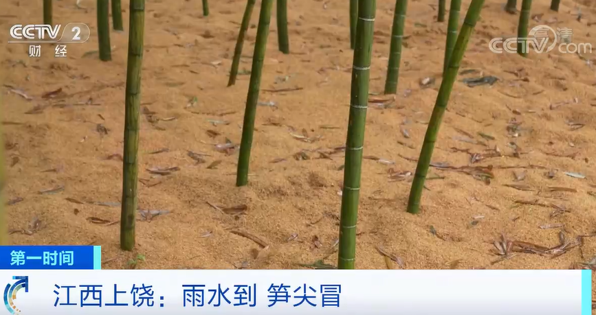 
北京阜外医院黄牛代挂号电话票贩子号贩子网上预约挂号,住院检查加快,雨水到 笋尖冒 江西上饶竹笋产业助民增收