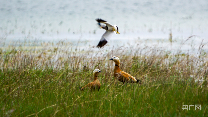 
南京脑科医院黄牛代挂号电话票贩子号贩子网上预约挂号,住院检查加快,【大美湿地我的家】内蒙古扎鲁特旗：“精灵”齐聚荷叶花湿地