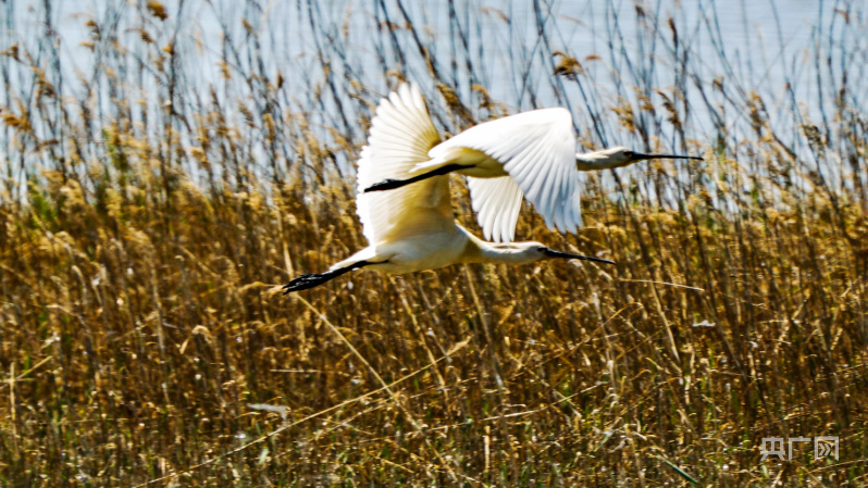 
南京脑科医院黄牛代挂号电话票贩子号贩子网上预约挂号,住院检查加快,【大美湿地我的家】内蒙古扎鲁特旗：“精灵”齐聚荷叶花湿地
