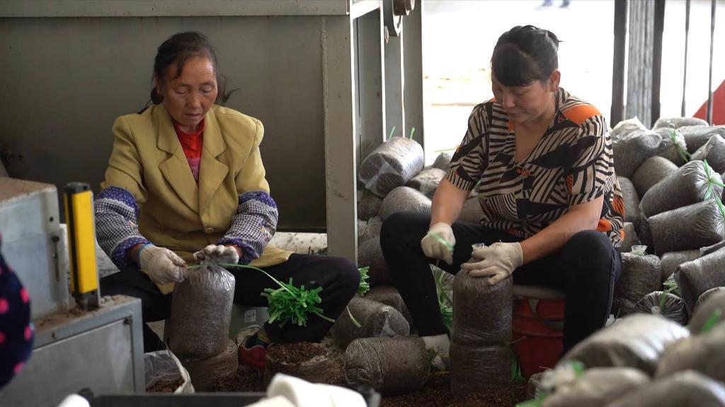 
中国中医科学院眼科医院黄牛代挂号电话票贩子号贩子网上预约挂号,住院检查加快,新华全媒+｜秦巴山区脱贫群众端牢就业“饭碗”