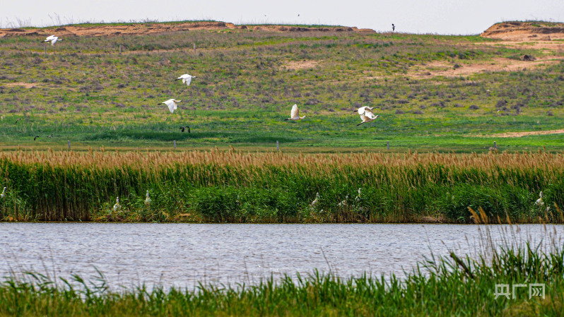 
南京脑科医院黄牛代挂号电话票贩子号贩子网上预约挂号,住院检查加快,【大美湿地我的家】内蒙古扎鲁特旗：“精灵”齐聚荷叶花湿地