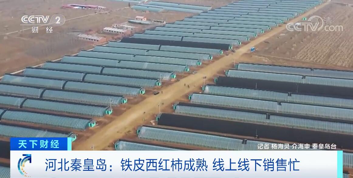 
首都医科大学附属北京口腔医院黄牛代挂号电话票贩子号贩子网上预约挂号,住院检查加快,河北秦皇岛铁皮西红柿成熟 深受青睐成村民“致富果”