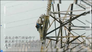 
北京朝阳医院黄牛代挂号电话票贩子号贩子网上预约挂号,住院检查加快,微纪录丨让候鸟重归自然