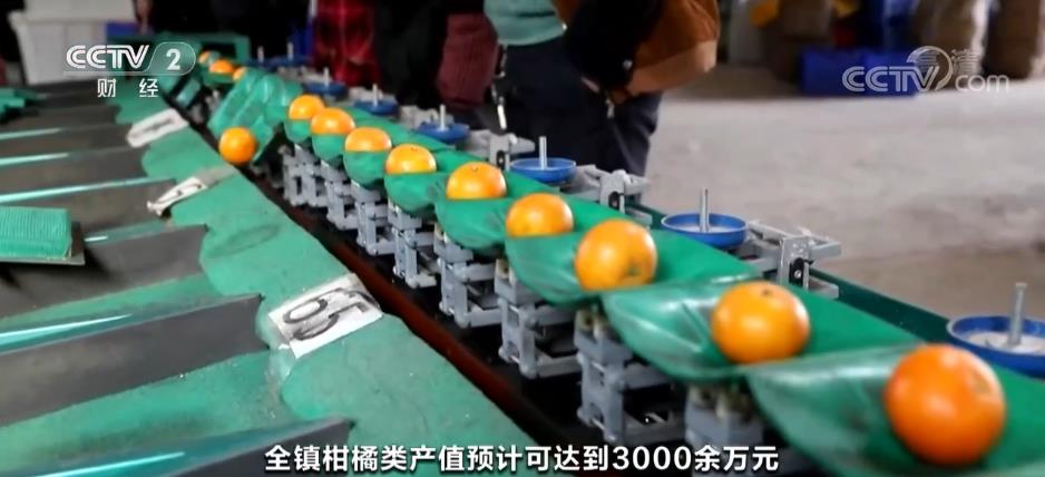 
上海第十人民医院黄牛代挂号电话票贩子号贩子网上预约挂号,住院检查加快,柑橘迎丰收 鼓起农民“钱袋子”