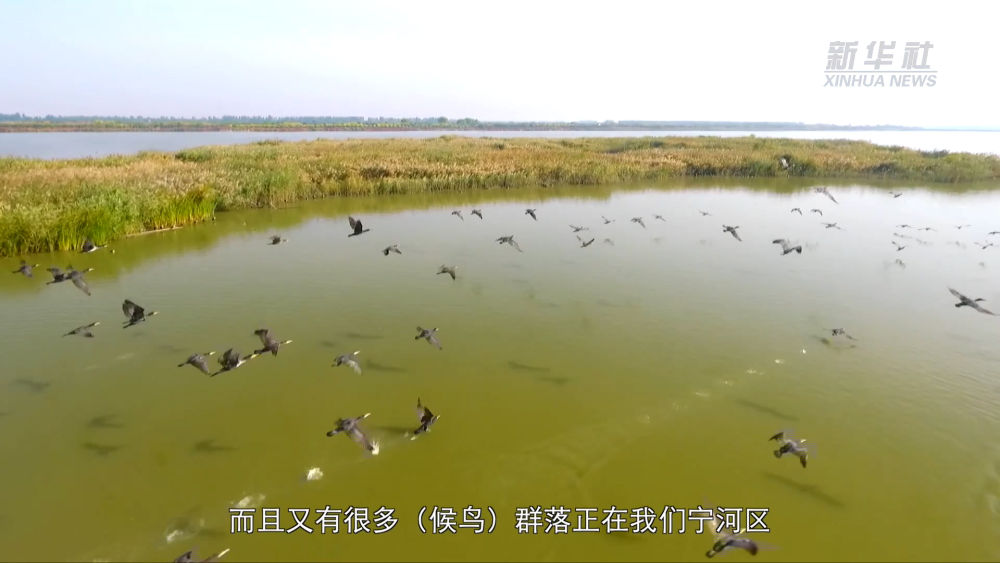
北京朝阳医院黄牛代挂号电话票贩子号贩子网上预约挂号,住院检查加快,微纪录丨让候鸟重归自然