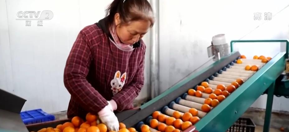 
上海第十人民医院黄牛代挂号电话票贩子号贩子网上预约挂号,住院检查加快,柑橘迎丰收 鼓起农民“钱袋子”
