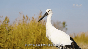 
北京朝阳医院黄牛代挂号电话票贩子号贩子网上预约挂号,住院检查加快,微纪录丨让候鸟重归自然