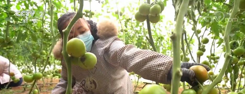 
北京儿童医院黄牛代挂号电话票贩子号贩子网上预约挂号,住院检查加快,铁皮西红柿成村民“致富果” 线上线下销售忙