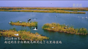 
北京朝阳医院黄牛代挂号电话票贩子号贩子网上预约挂号,住院检查加快,微纪录丨让候鸟重归自然
