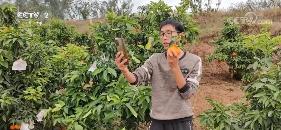
上海第十人民医院黄牛代挂号电话票贩子号贩子网上预约挂号,住院检查加快,柑橘迎丰收 鼓起农民“钱袋子”
