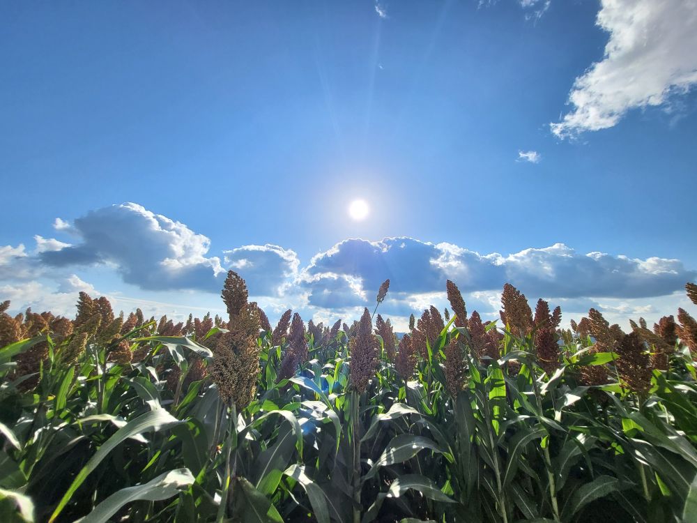 
广州儿童医院黄牛代挂号电话票贩子号贩子网上预约挂号,住院检查加快,新华全媒+|五谷飘香迎丰收——品读三晋大地秋收图