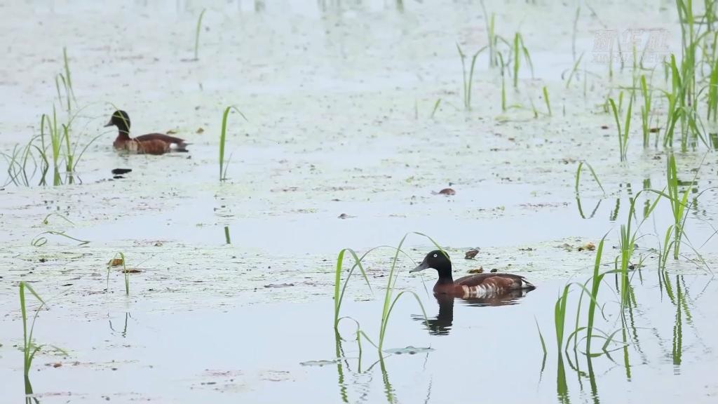 
上海第九人民医院黄牛代挂号电话票贩子号贩子网上预约挂号,住院检查加快,新华全媒+丨“我在武汉挺好的”——一只青头潜鸭的自白