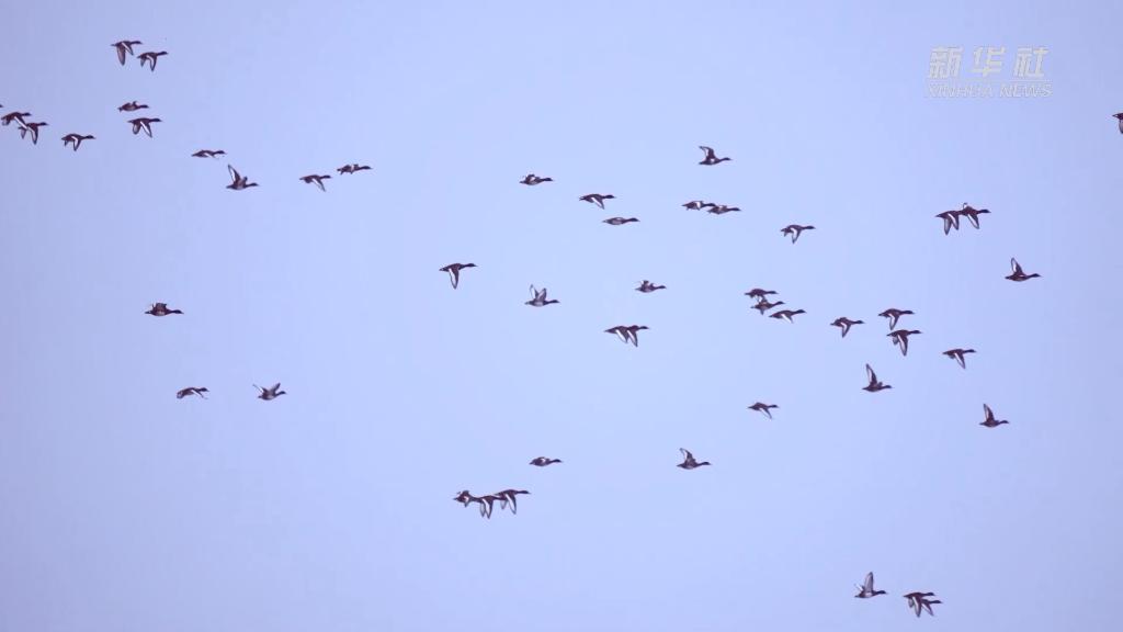 
上海第九人民医院黄牛代挂号电话票贩子号贩子网上预约挂号,住院检查加快,新华全媒+丨“我在武汉挺好的”——一只青头潜鸭的自白