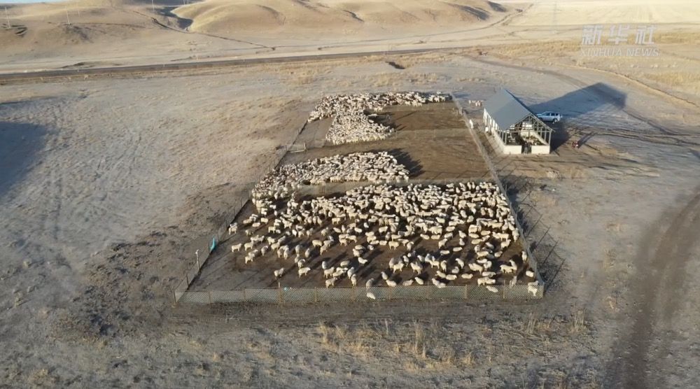 
上海肺科医院黄牛代挂号电话票贩子号贩子网上预约挂号,住院检查加快,新华全媒+｜新疆昭苏：牲畜品种改良 助推畜牧业高质量发展