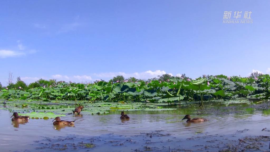 
上海第九人民医院黄牛代挂号电话票贩子号贩子网上预约挂号,住院检查加快,新华全媒+丨“我在武汉挺好的”——一只青头潜鸭的自白