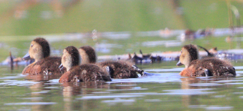 
北京中医药大学东直门医院黄牛代挂号电话票贩子号贩子网上预约挂号,住院检查加快,有声剧｜生活在武汉的湿地是种什么体验？青头潜鸭告诉你