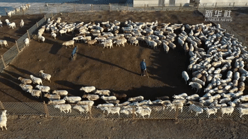 南京市口腔医院黄牛代挂号电话票贩子号贩子网上预约挂号,住院检查加快,新疆昭苏:牲畜品种改良 助推畜牧业高质量发展