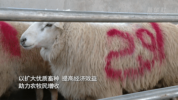 上海肺科医院黄牛代挂号电话票贩子号贩子网上预约挂号,住院检查加快,新华全媒+|新疆昭苏:牲畜品种改良 助推畜牧业高质量发展