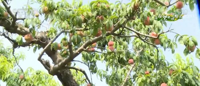 
杭州市三医院黄牛代挂号电话票贩子号贩子网上预约挂号,住院检查加快,山东惠民香梨迎丰收 村民加紧采摘忙销售