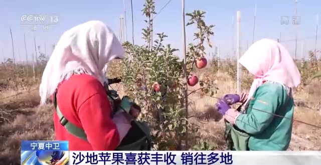 北京大学第六医院黄牛代挂号电话票贩子号贩子网上预约挂号,住院检查加快,硕果累累采摘忙 一起来看丰收的美景画卷→