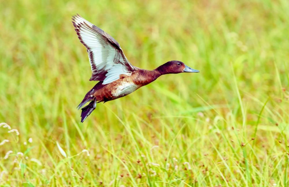 
北京中医药大学东直门医院黄牛代挂号电话票贩子号贩子网上预约挂号,住院检查加快,有声剧｜生活在武汉的湿地是种什么体验？青头潜鸭告诉你