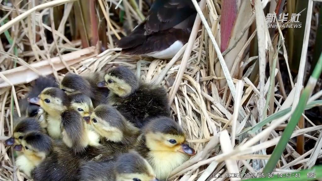 
上海第九人民医院黄牛代挂号电话票贩子号贩子网上预约挂号,住院检查加快,新华全媒+丨“我在武汉挺好的”——一只青头潜鸭的自白