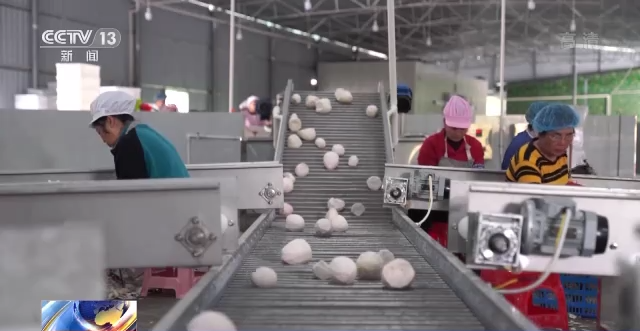 北京大学第六医院黄牛代挂号电话票贩子号贩子网上预约挂号,住院检查加快,硕果累累采摘忙 一起来看丰收的美景画卷→