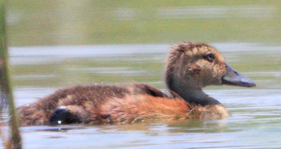 
北京中医药大学东直门医院黄牛代挂号电话票贩子号贩子网上预约挂号,住院检查加快,有声剧｜生活在武汉的湿地是种什么体验？青头潜鸭告诉你