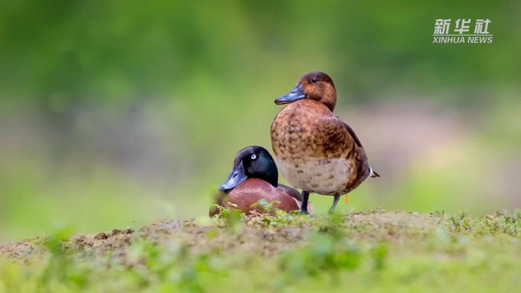 
上海第九人民医院黄牛代挂号电话票贩子号贩子网上预约挂号,住院检查加快,新华全媒+丨“我在武汉挺好的”——一只青头潜鸭的自白