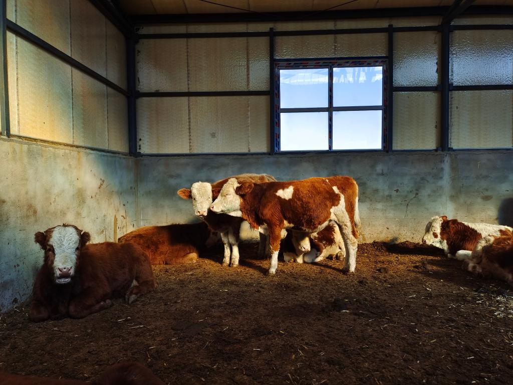 
浙江省中医院黄牛代挂号电话票贩子号贩子网上预约挂号,住院检查加快,黑龙江省宾县肉牛产业发展观察