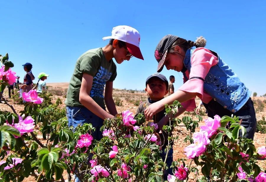 
南京金陵医院黄牛代挂号电话票贩子号贩子网上预约挂号,住院检查加快,大马士革玫瑰的5年“进博缘”