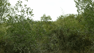 
中国中医科学院望京医院黄牛代挂号电话票贩子号贩子网上预约挂号,住院检查加快,这位特战营长，“看眼神就知道是高手”！