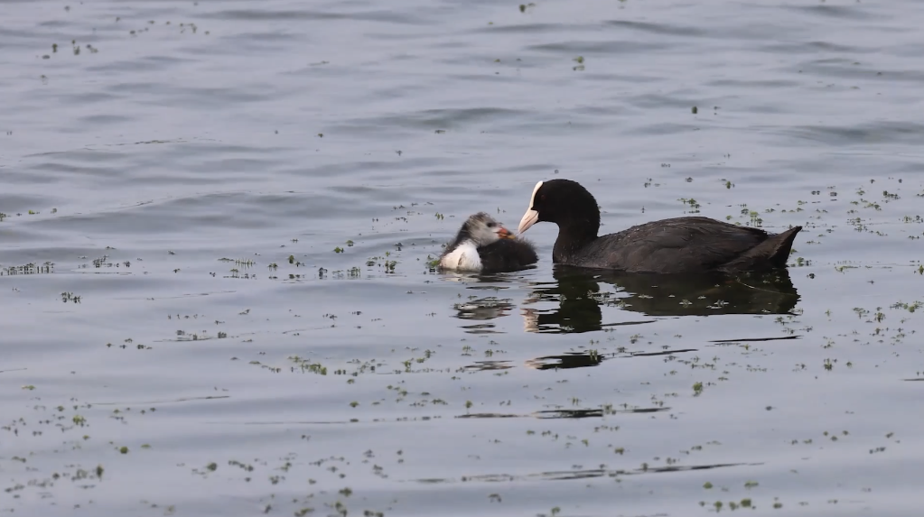 
广东省中医院黄牛代挂号电话票贩子号贩子网上预约挂号,住院检查加快,新华全媒+｜水韵武汉 湿地之城