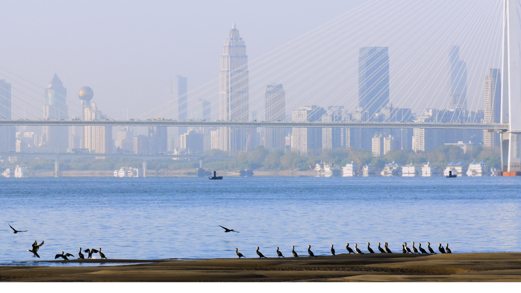 
北大口腔医院黄牛代挂号电话票贩子号贩子网上预约挂号,住院检查加快,新华全媒+|近五分之一面积都是湿地，这座“国际湿地之城”藏着哪些奥秘？