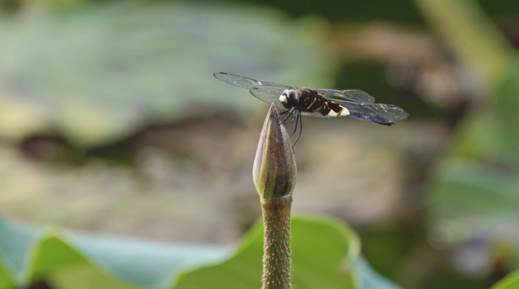 
广东省中医院黄牛代挂号电话票贩子号贩子网上预约挂号,住院检查加快,新华全媒+｜水韵武汉 湿地之城