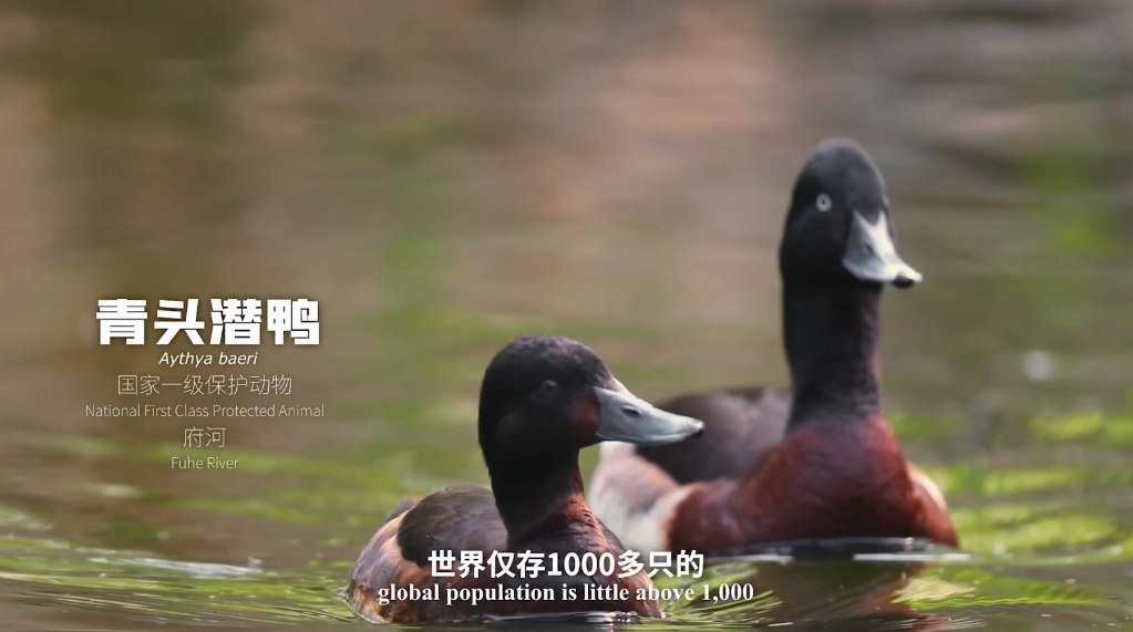 
广东省中医院黄牛代挂号电话票贩子号贩子网上预约挂号,住院检查加快,新华全媒+｜水韵武汉 湿地之城