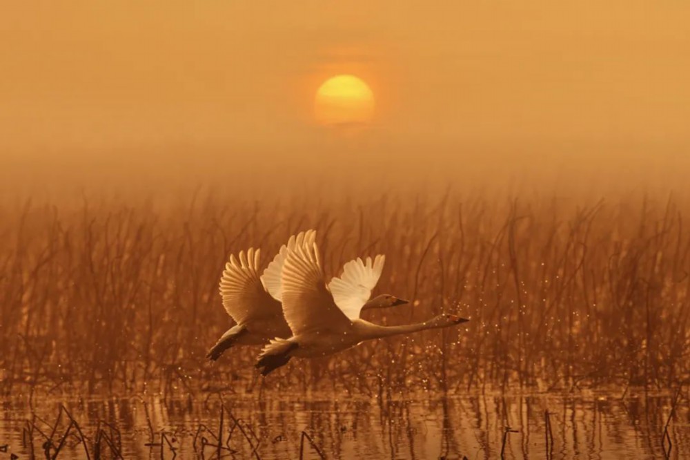 
上海中山医院黄牛代挂号电话票贩子号贩子网上预约挂号,住院检查加快,中国是全球湿地保护和合理利用的积极践行者