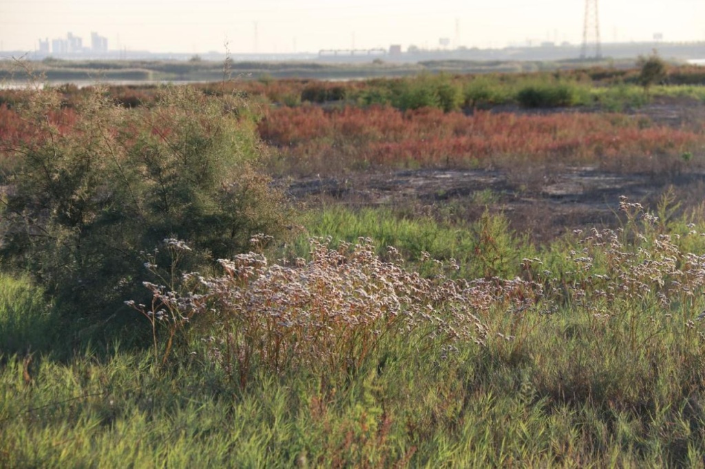 
北医六院黄牛代挂号电话票贩子号贩子网上预约挂号,住院检查加快,湿地守望者丨老马和他的北大港