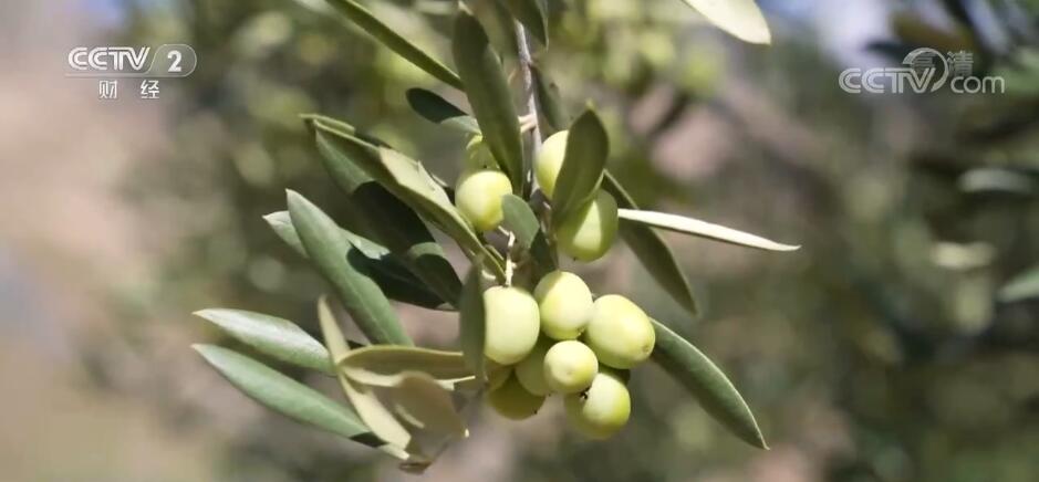 
广州口腔医院黄牛代挂号电话票贩子号贩子网上预约挂号,住院检查加快,采收进入尾声 甘肃陇南油橄榄鲜果预计增产约20%