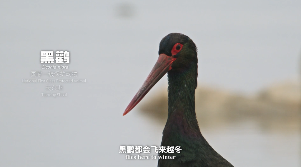 
广东省中医院黄牛代挂号电话票贩子号贩子网上预约挂号,住院检查加快,新华全媒+｜水韵武汉 湿地之城