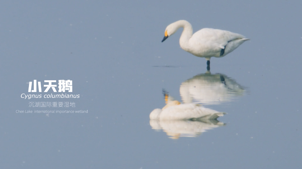 
广东省中医院黄牛代挂号电话票贩子号贩子网上预约挂号,住院检查加快,新华全媒+｜水韵武汉 湿地之城