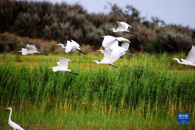 
湖南中医附一医院黄牛代挂号电话票贩子号贩子网上预约挂号,住院检查加快,新华全媒+｜新疆：“三山两盆”孕育湿地之美